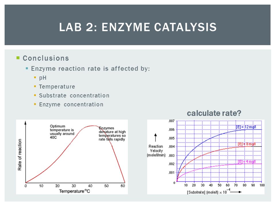 AP Lab Enzyme Catalysis Essay Sample